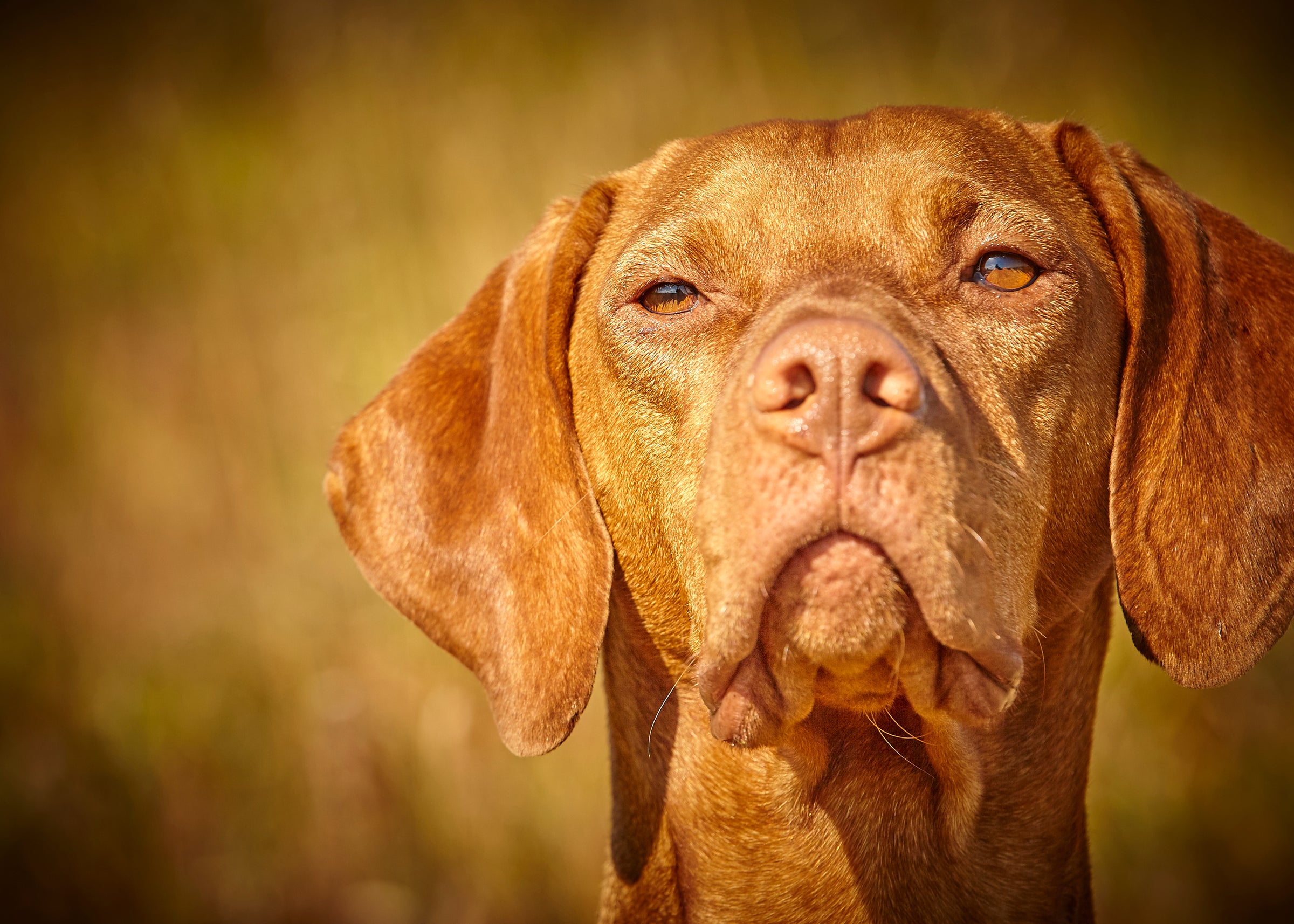 Vizsla seizure hot sale