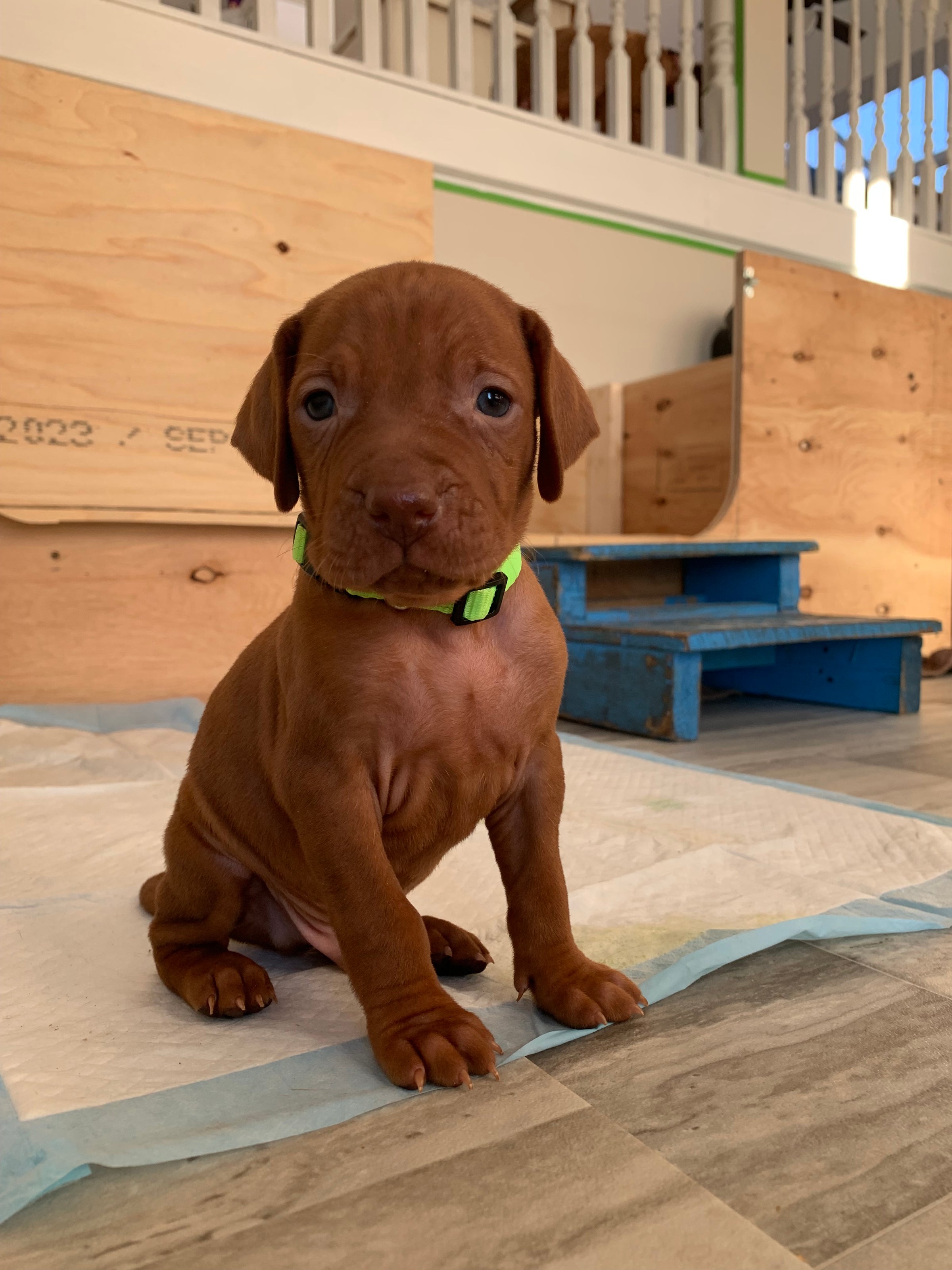 upcoming-litters-queen-s-keeper-vizslas